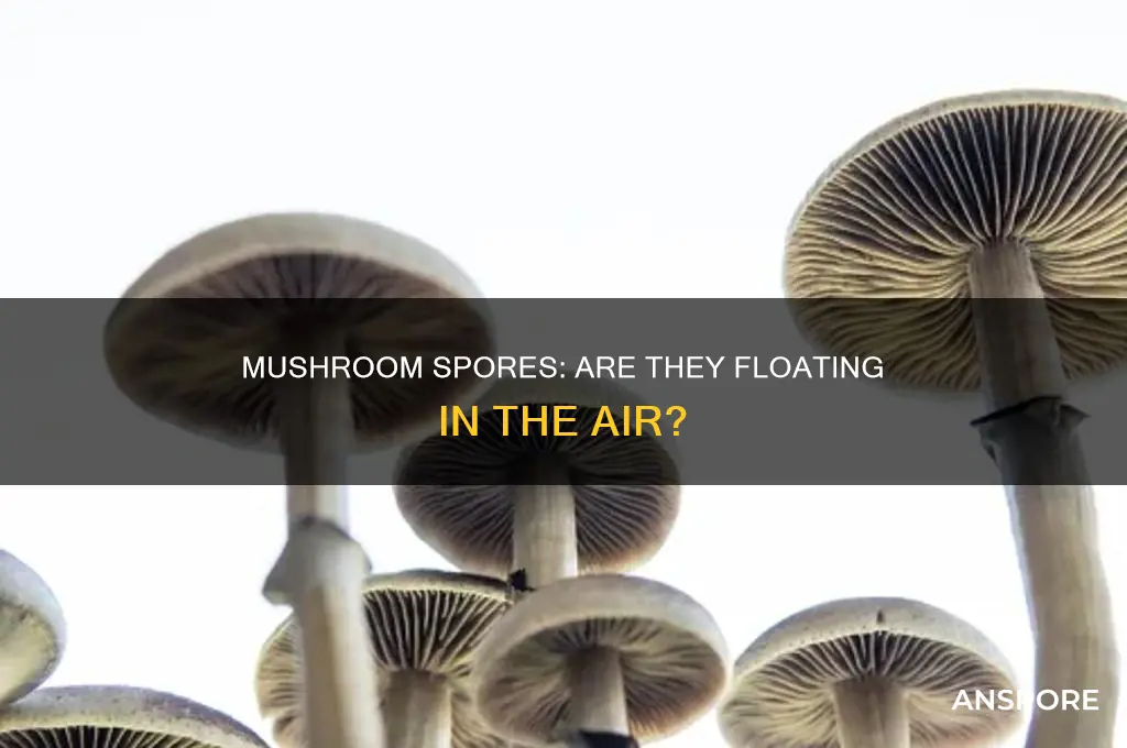 are there mushroom spores in the air