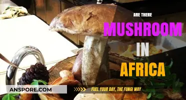 Mushrooms in Africa: Exploring the Continent's Fungi