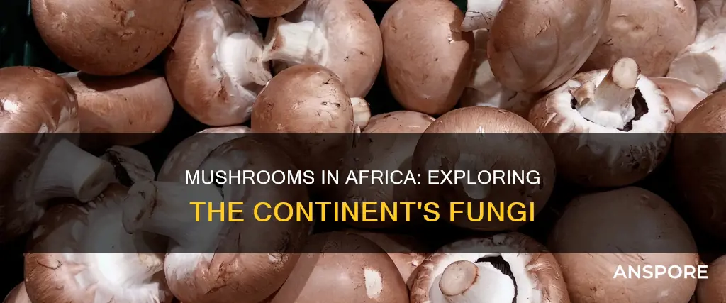 are there mushrooms in africa