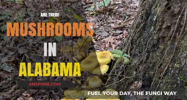 Mushrooms in Alabama: What to Know and Where to Find Them