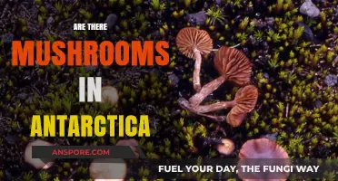 Mushrooms in Antarctica: A Surprising Discovery