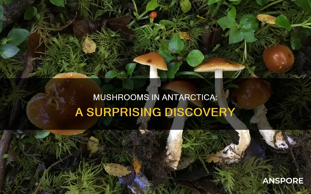 are there mushrooms in antarctica