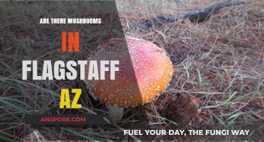 Mushroom Hunting in Flagstaff, Arizona