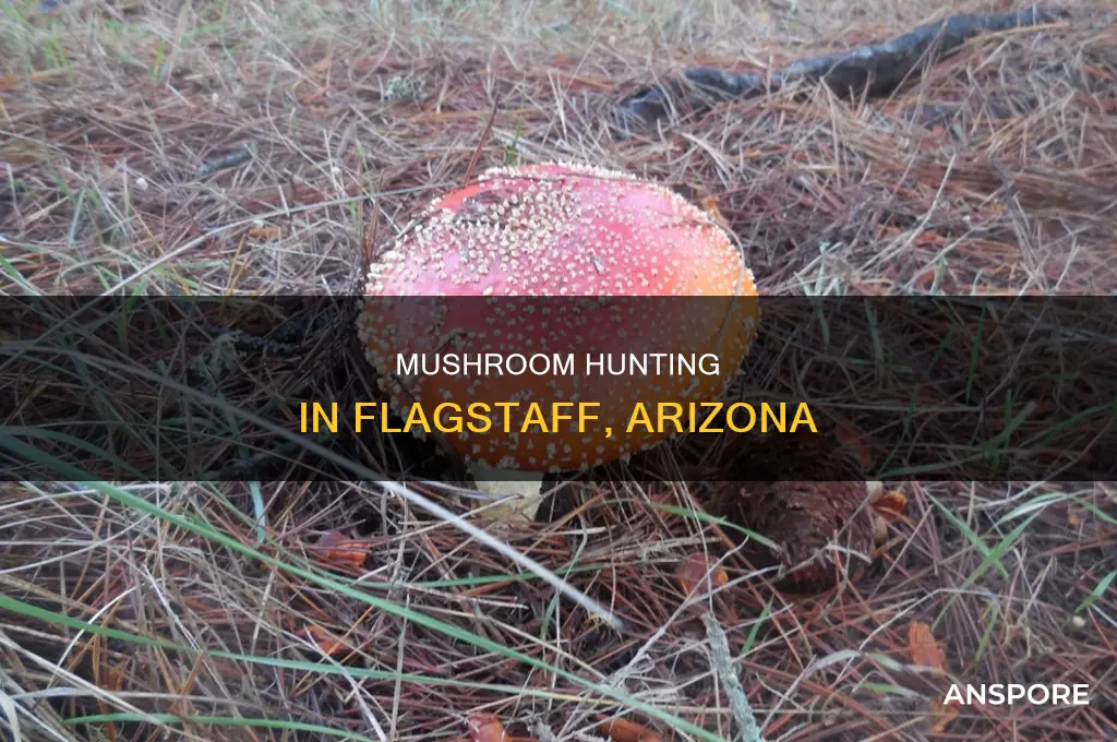 are there mushrooms in flagstaff az