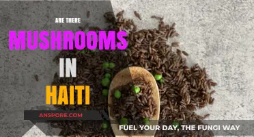 Haiti's Mushroom Mystery: What's Growing There?