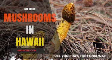 Mushrooms in Hawaii: What You Need to Know
