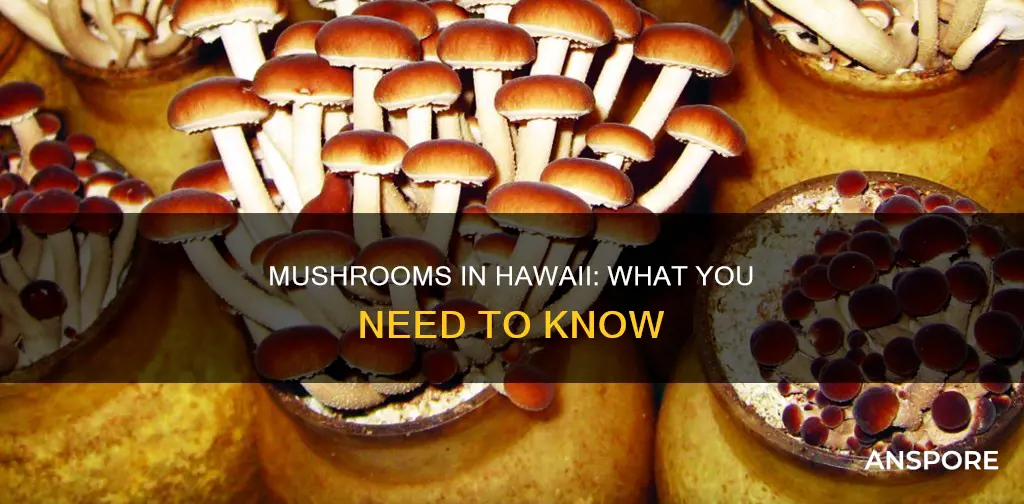 are there mushrooms in hawaii