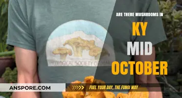 Foraging Mushrooms in Kentucky: Mid-October Availability