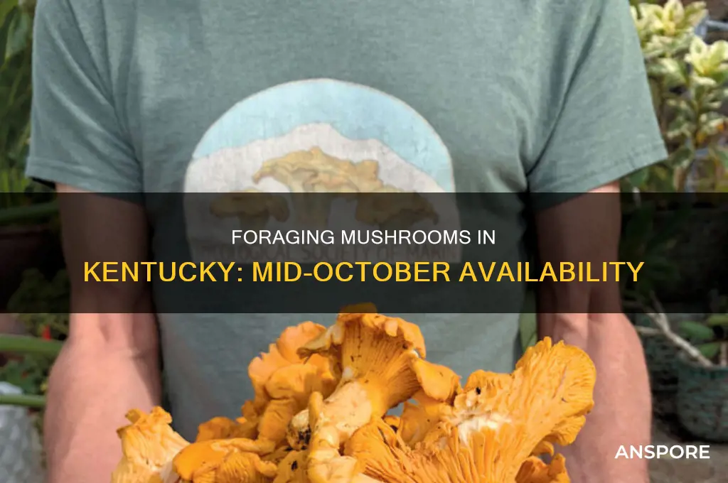 are there mushrooms in ky mid october