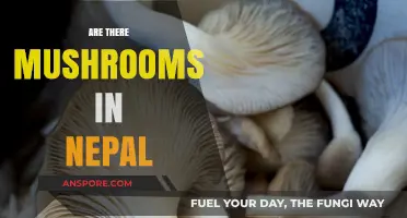 Mushrooms in Nepal: A Forager's Paradise