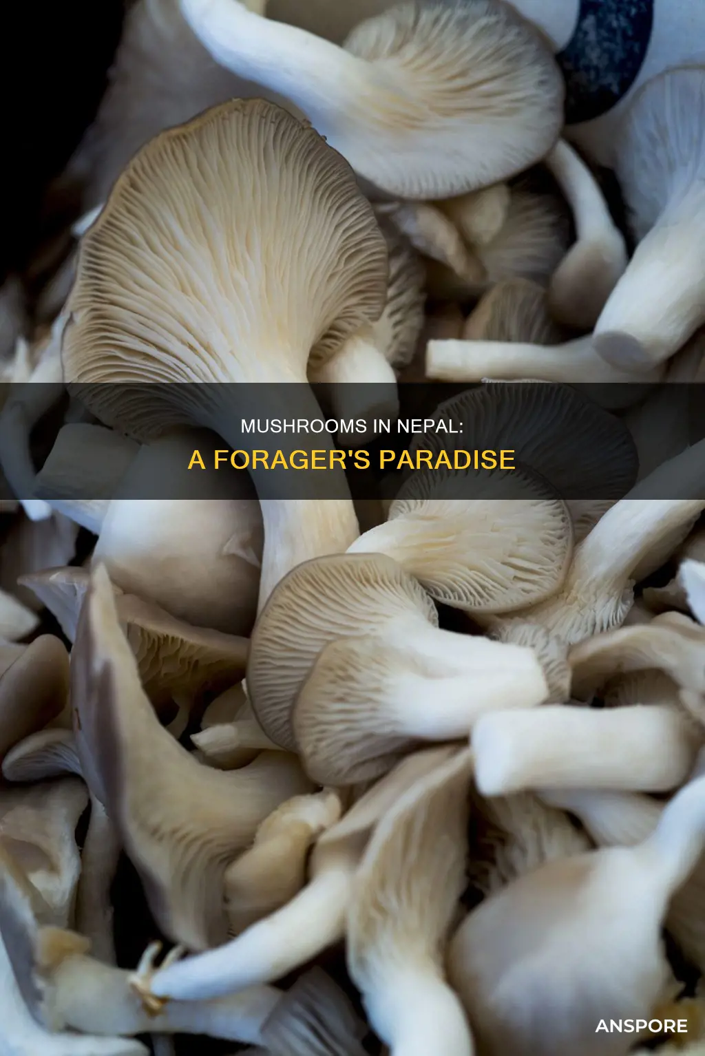 are there mushrooms in nepal