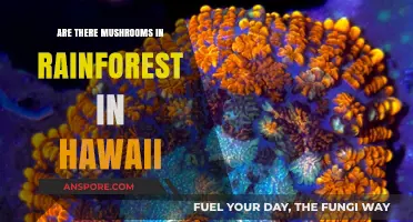 Mushrooms in Hawaii's Rainforest: What to Know