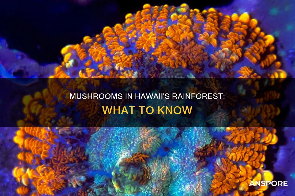 are there mushrooms in rainforest in hawaii