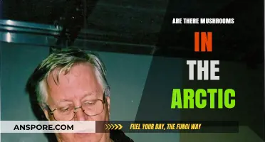 Mushrooms in the Arctic: What's the Deal?