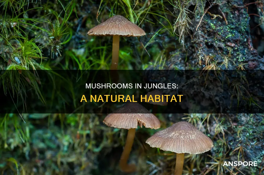 are there mushrooms in the jungle