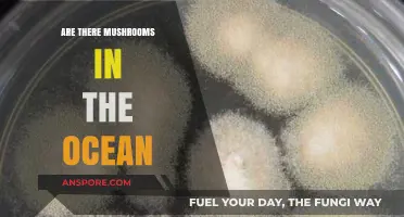 Exploring Ocean Fungi: Do Mushrooms Thrive in Marine Ecosystems?