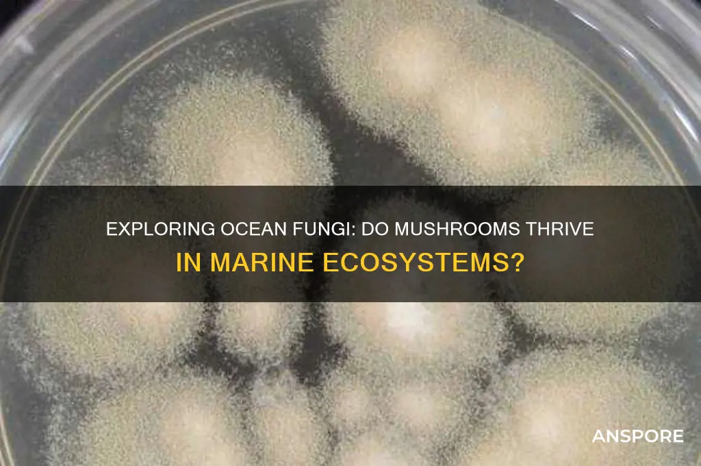 are there mushrooms in the ocean