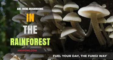 Mushrooms in the Rainforest: A Natural Symphony