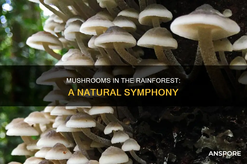 are there mushrooms in the rainforest
