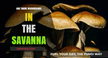 Mushrooms in the Savanna: Where Do They Hide?