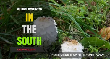 Mushroom Hunting in the Southern States