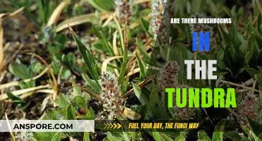 Mushrooms in Tundra: Do They Exist?