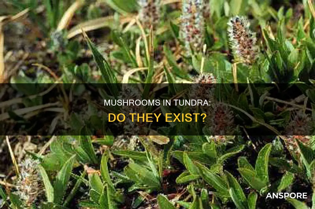 are there mushrooms in the tundra