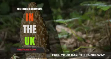 Mushroom Hunting: UK's Top Spots to Find Them