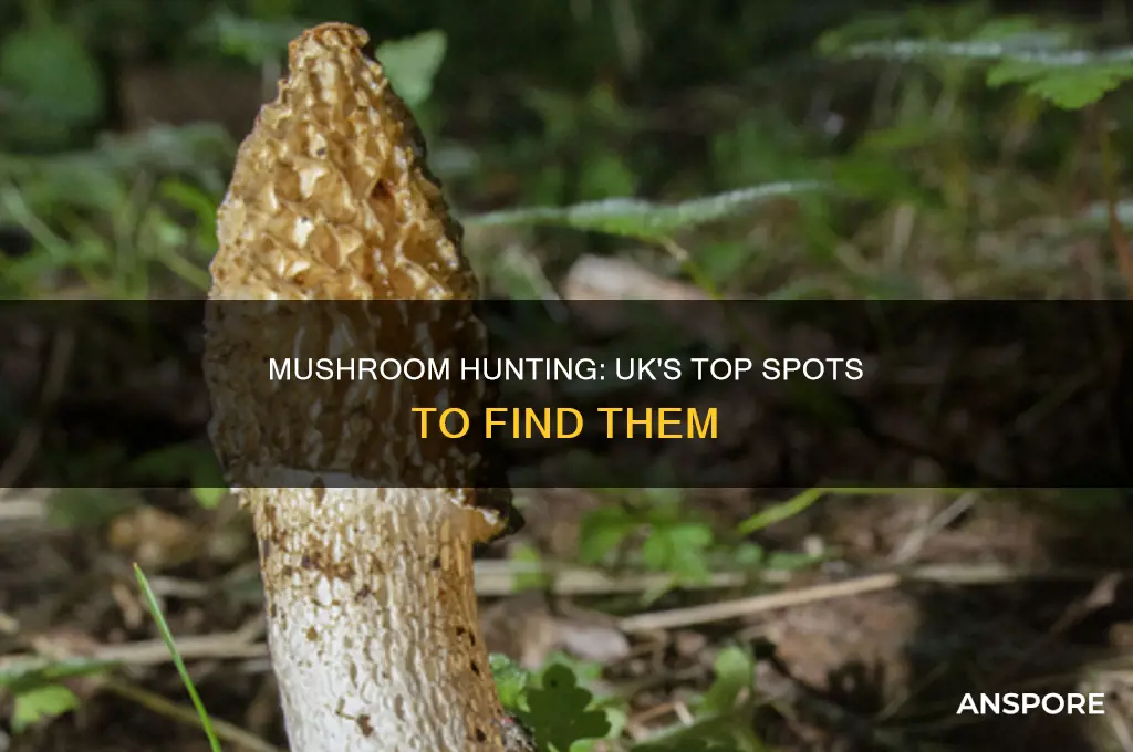 are there mushrooms in the uk