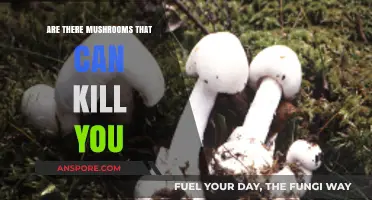 Deadly Fungi: Which Mushrooms Pose a Lethal Threat to Humans?