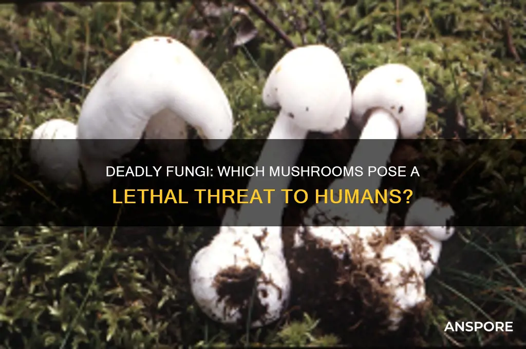 are there mushrooms that can kill you