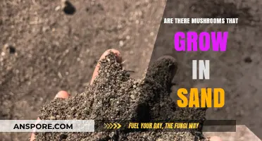 Can Mushrooms Thrive in Sandy Soils? Exploring Unusual Fungal Habitats