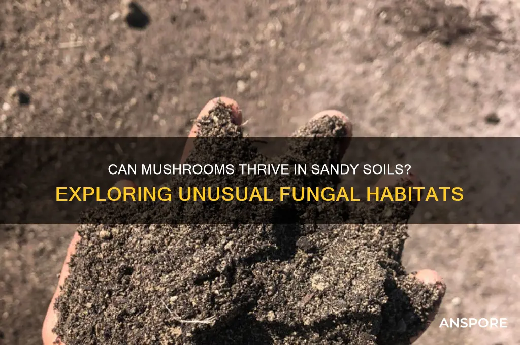 are there mushrooms that grow in sand