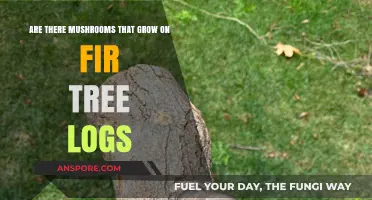 Discovering Mushrooms Growing on Fir Tree Logs: A Fascinating Forest Find