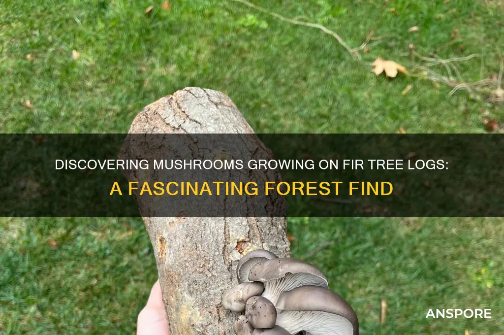 are there mushrooms that grow on fir tree logs