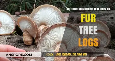 Mushrooms on Fur Tree Logs: Exploring Fungal Growth in Coniferous Forests