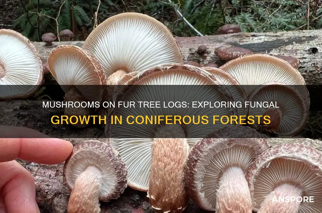 are there mushrooms that grow on fur tree logs