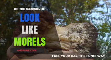 Identifying Morel Look-Alikes: Spotting Mushrooms That Resemble Morels Safely
