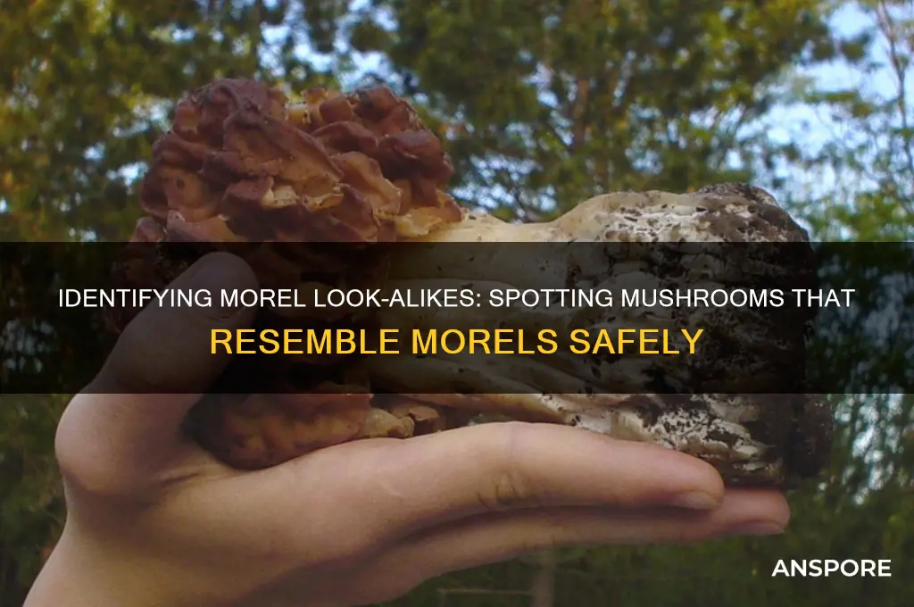 are there mushrooms that look like morels