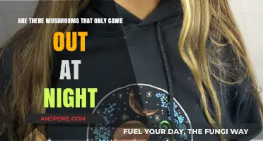 Mysterious Mushrooms: Nighttime Fungal Blooms