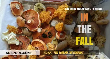 Mushroom Hunting: Fall Foraging for Wild Fungi