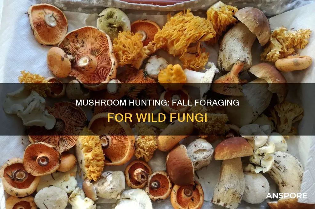 are there mushrooms to harvest in the fall
