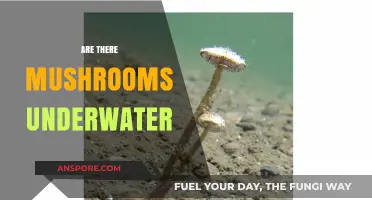 Mushrooms Underwater: Myth or Reality?