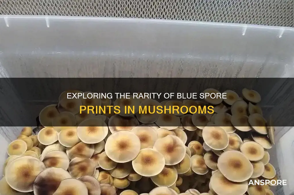 are there mushrooms with blue spore prints