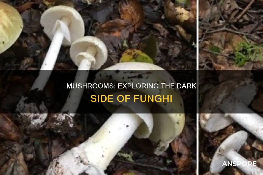 are there negative effects of mushrooms