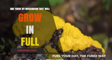 Full Sun Mushrooms: Exploring Species That Thrive in Direct Sunlight