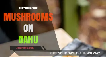 Where to Find Oyster Mushrooms on Oahu