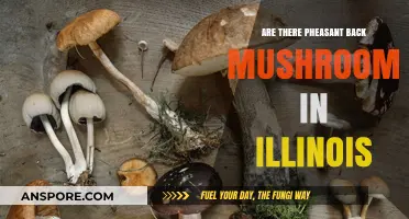 Pheasant Back Mushrooms: Where to Find Them in Illinois