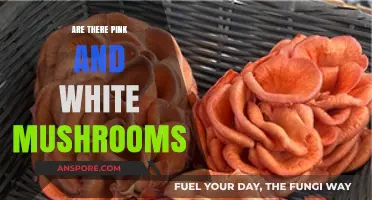 Mushroom Color Variations: Pink and White?