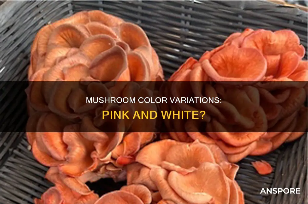 are there pink and white mushrooms